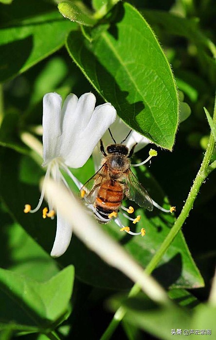 金银花的故事传说,关于中药材金银花的故事简短