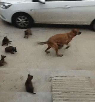 母狗一窝生九条狗好吗,母狗为什么一胎能生那么多