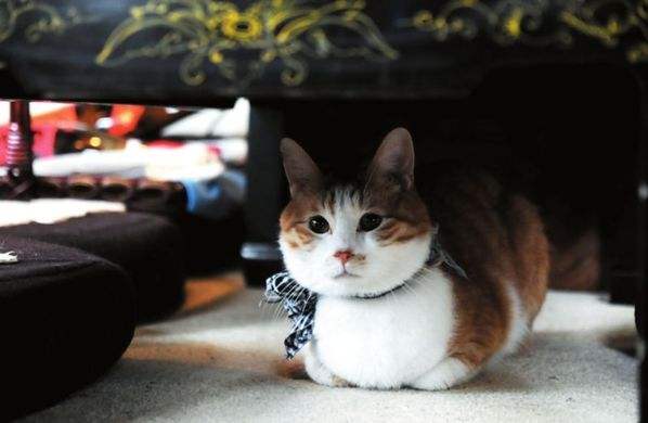 中国的家猫的起源地在哪,猫起源于哪个地方