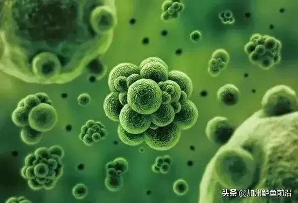 井水最佳调水方法,水质正常白天没口怎么调水