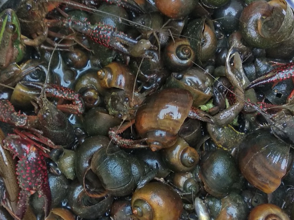 小龙虾好养吗价格多少,小龙虾值得养吗