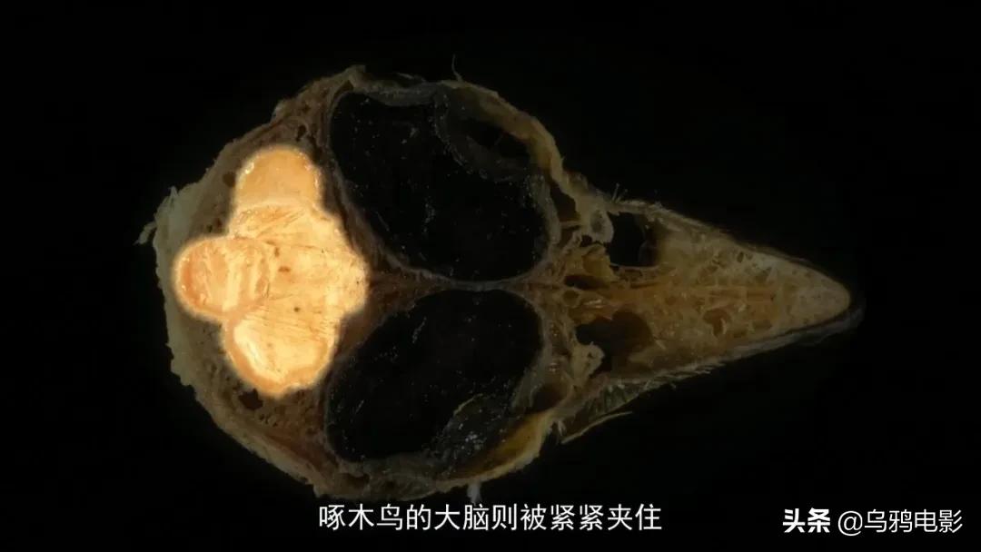 太硬核了全场高能视频,太硬核了全场高能