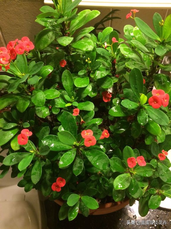 虎刺梅一直不长怎么办,虎刺梅开花后该怎么处理