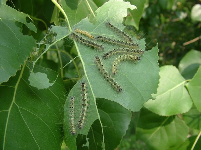注意！今年辽宁这一虫害或波及180万亩林地