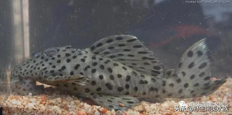 每天认识一种鱼的图片,老鼠斑异型鱼野生和人工区别