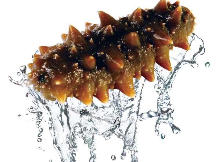 怎样鉴别真假海参的方法,怎么才能辨别是真假海参