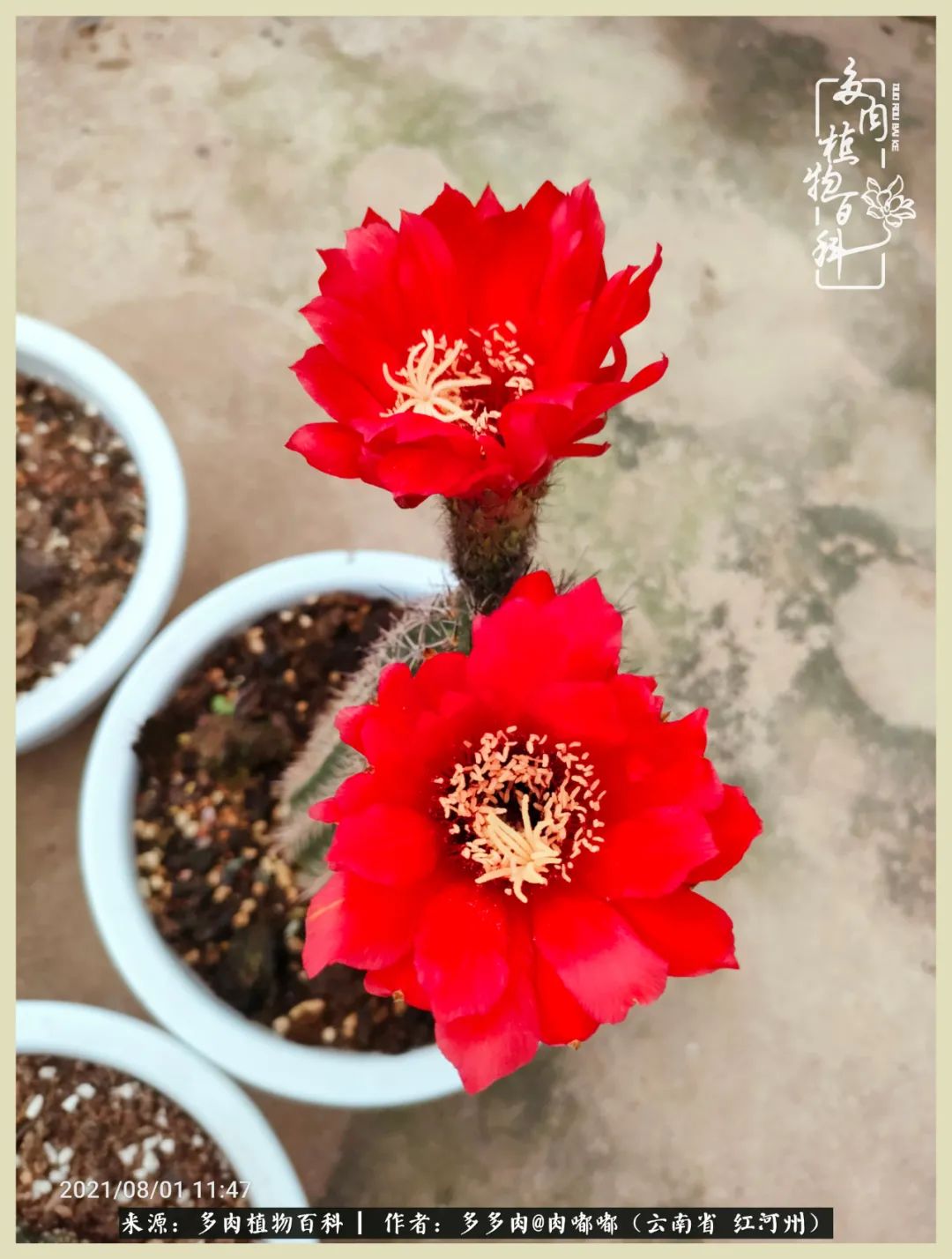 这个春天我们一起去赏花,这个季节我们一起去看花