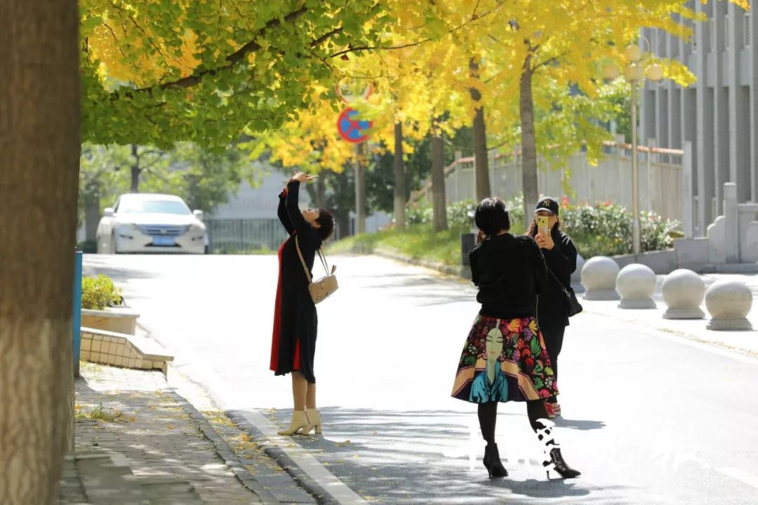 十堰银杏风景区在哪里,十堰银杏景点