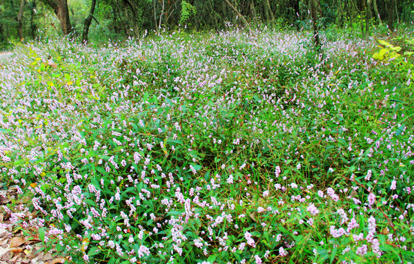鄱湖之滨美景图,鄱阳湖之滨