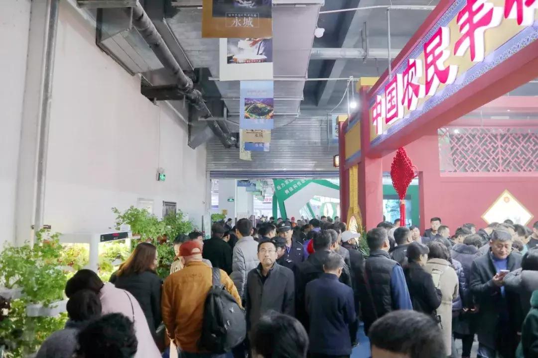 永城面博会策划,永城面博会照片