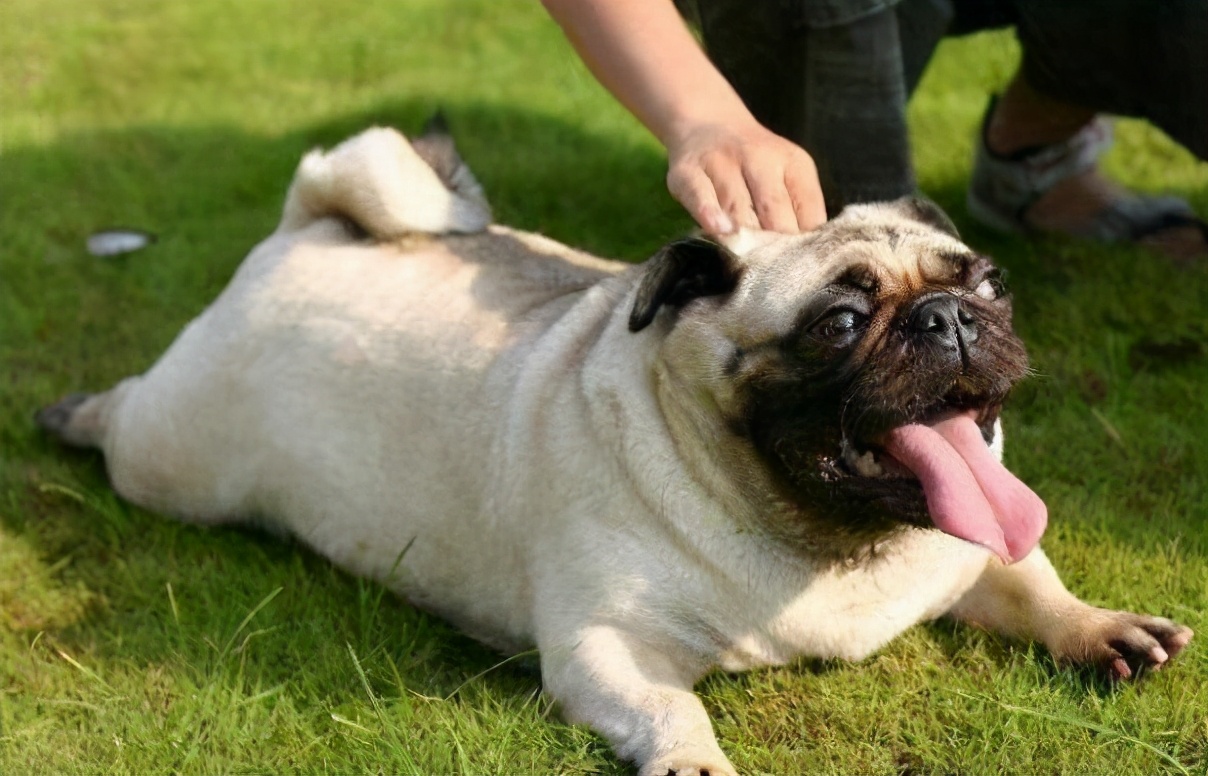 养巴哥犬需要注意什么,养巴哥犬需要注意什么细节