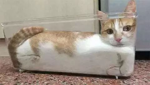 猫巴士是什么梗,猫咪巴士改装