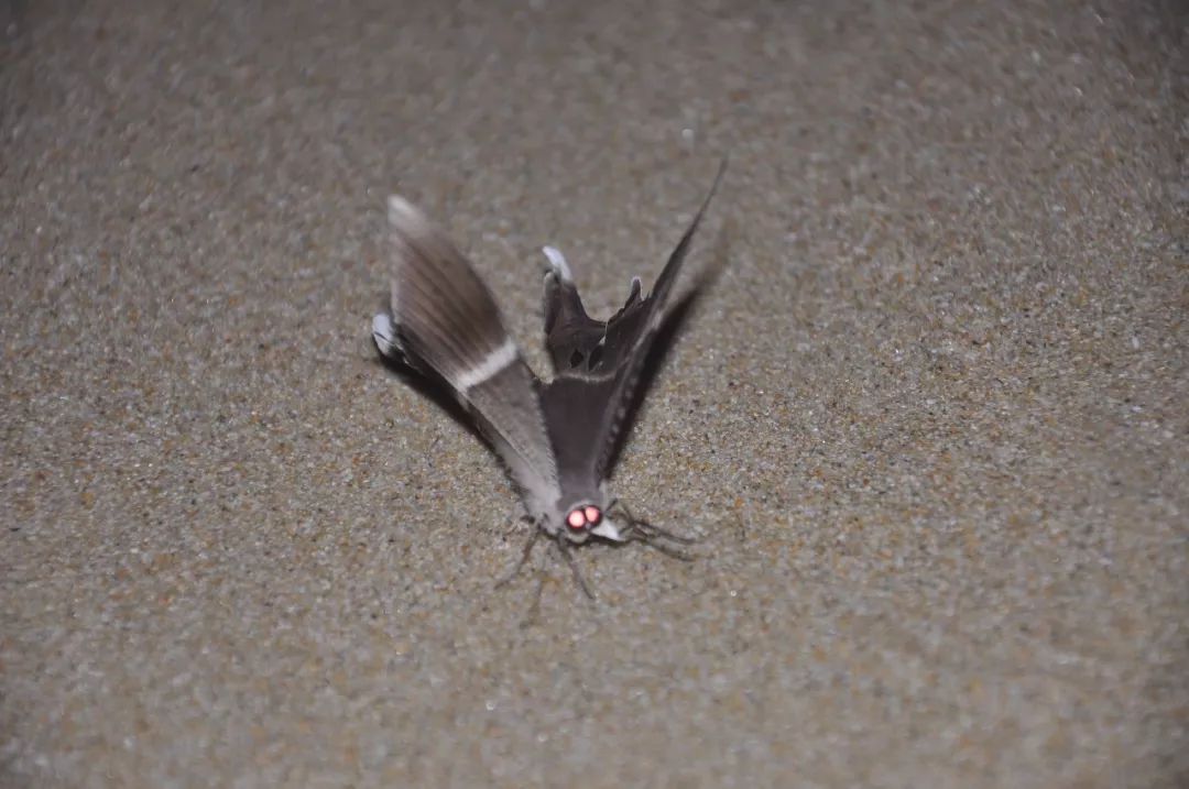 传说中的蛊虫真的有吗,传说中的扑棱蛾子