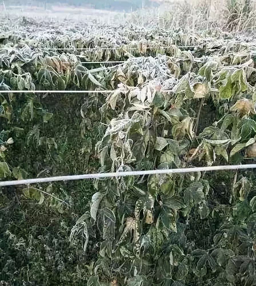 百香果防冻的最佳方法,百香果盖膜防冻效果