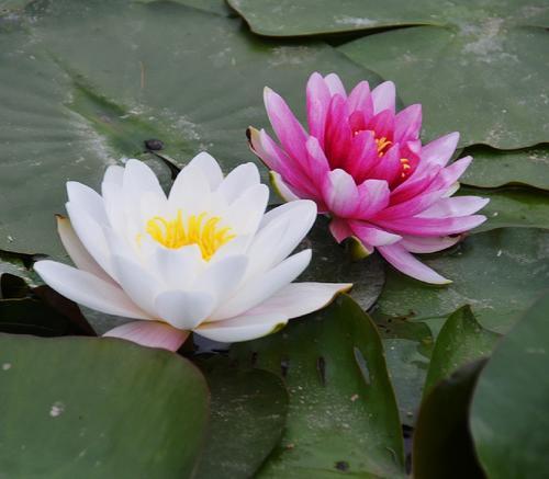 适合懒人养的喜阴的四季花,春夏秋冬特别适合养的养不死的花