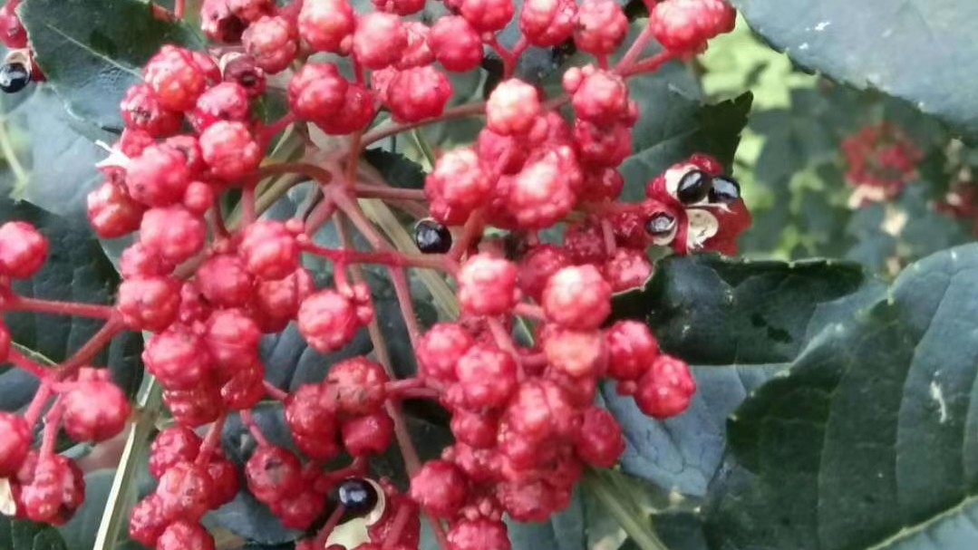 自己种的花椒几月采摘,如何采花椒树视频