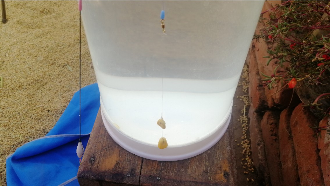 天气冷鱼口轻怎么调漂,新手钓友看完也能会的调漂技巧