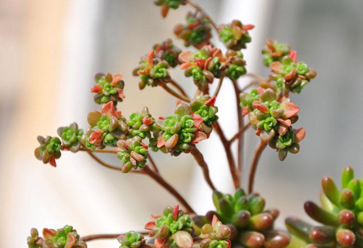 小人祭锦多肉寓意,多肉小人祭寓意