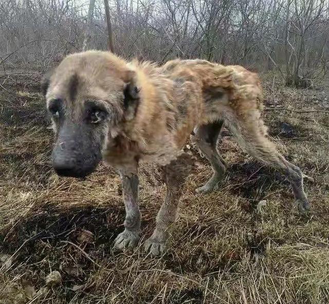 繁殖犬的一生悲惨,一只繁殖犬一辈子能繁殖几窝