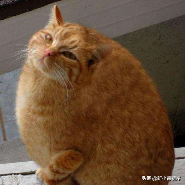 客厅天花板里有老鼠,客厅吊顶里的老鼠怎么进去的