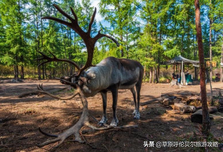 呼伦贝尔根河旅游地图,内蒙古根河旅游攻略