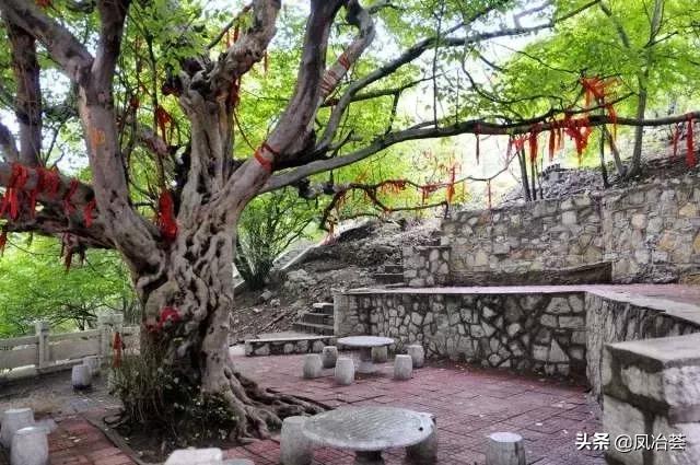 穿越千年的枫香,穿越千年古树