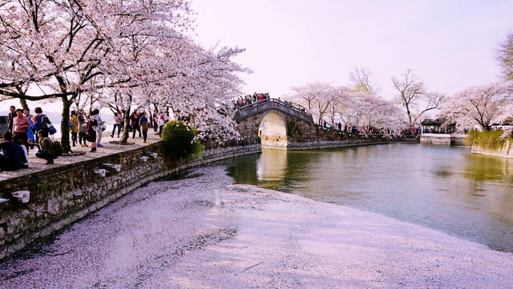 武大的樱花和东湖的樱花,重邮樱花和武大樱花