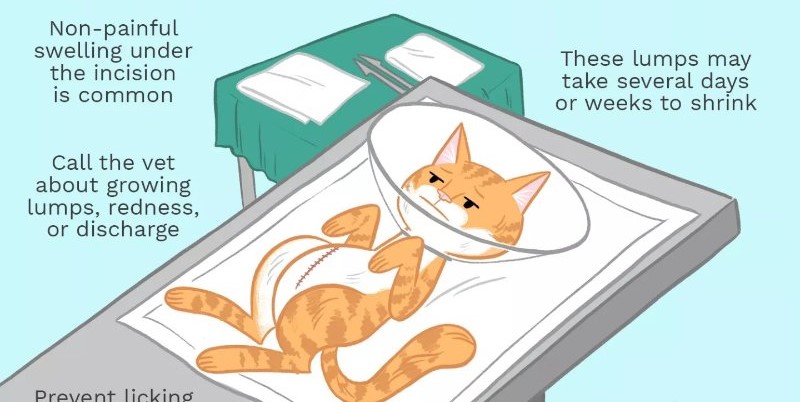 老虎的繁殖与交配：铁汉并没有柔情，冷门的知识又增加了