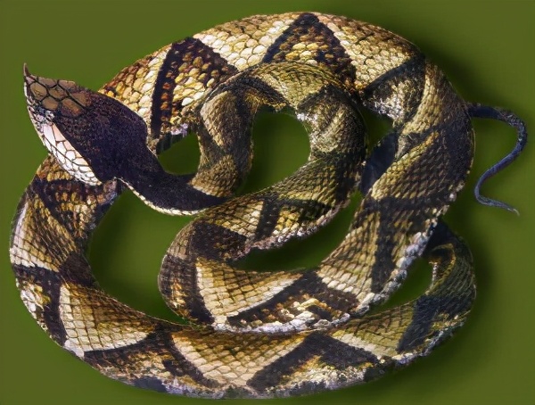 蕲蛇由来的趣味故事