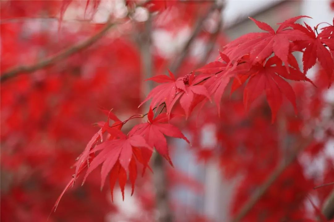老君山上的树木品种有哪些,老君山观赏红叶的最佳地