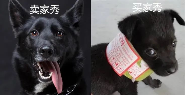 为什么狗市买的狗活不过一星期,为什么狗市买的狗说活不过三个月