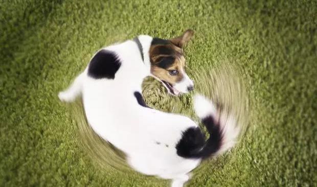 为什么狗狗会追着拖把咬,为什么狗狗会一直追着你跑