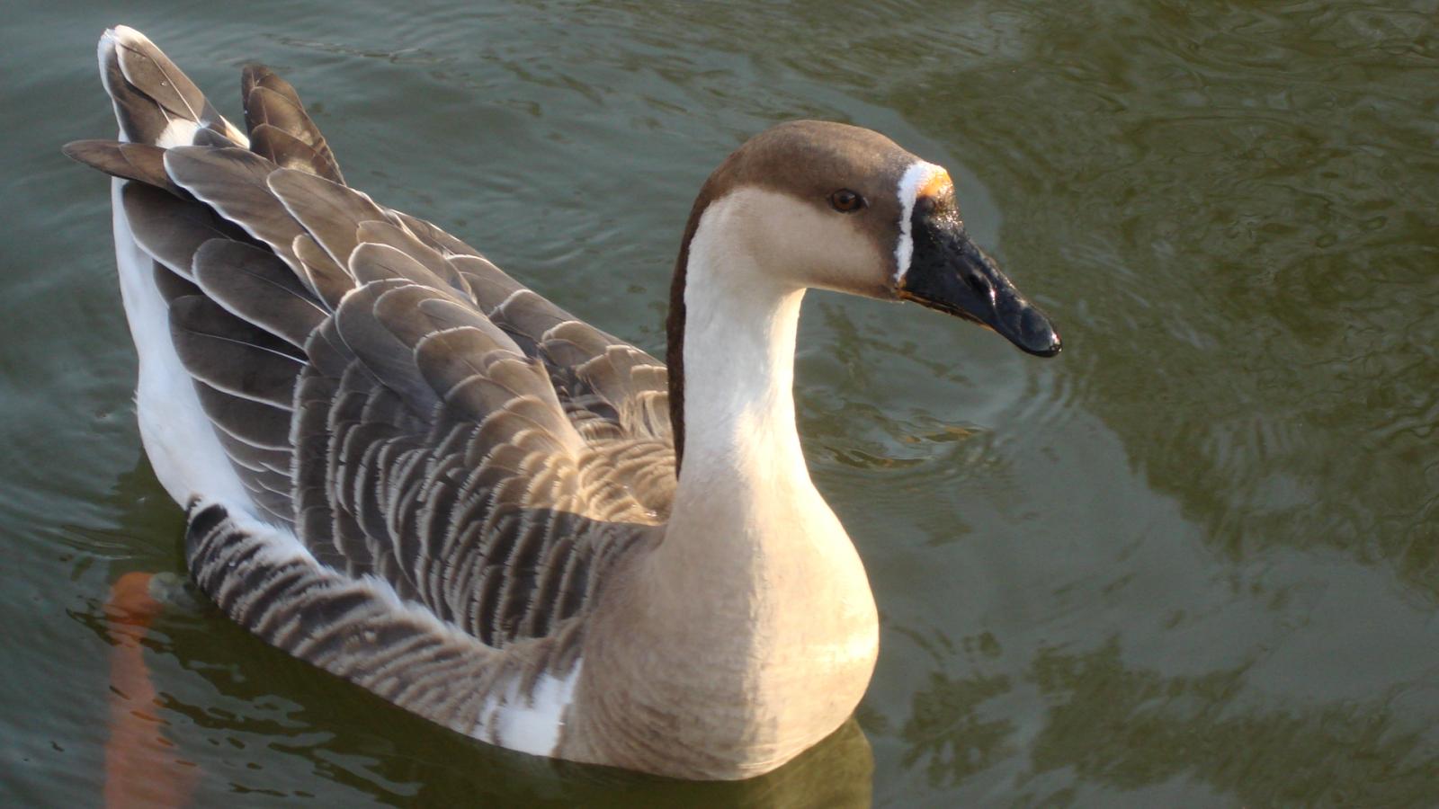 如何养鹅才能快速挣钱,怎么样养鹅才能挣钱