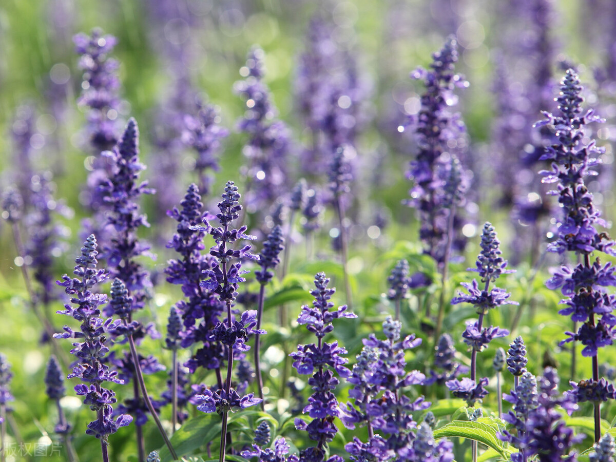 园林人需要知道的85个花卉知识,园林花卉的种类及图片