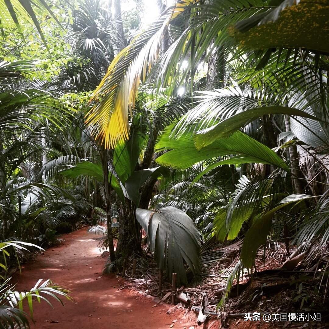 呼吸纯净空气,探寻塞舌尔畅快自由行