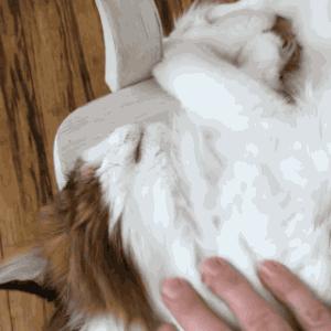 缅因猫看着很吓人但是很温柔,缅因猫真的有20万一只么