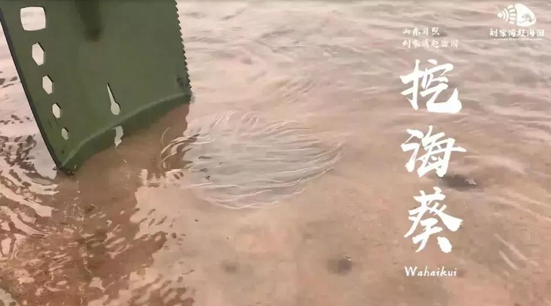 赶海吃各种爆辣的海鲜,好嗨哟赶海抓海鲜