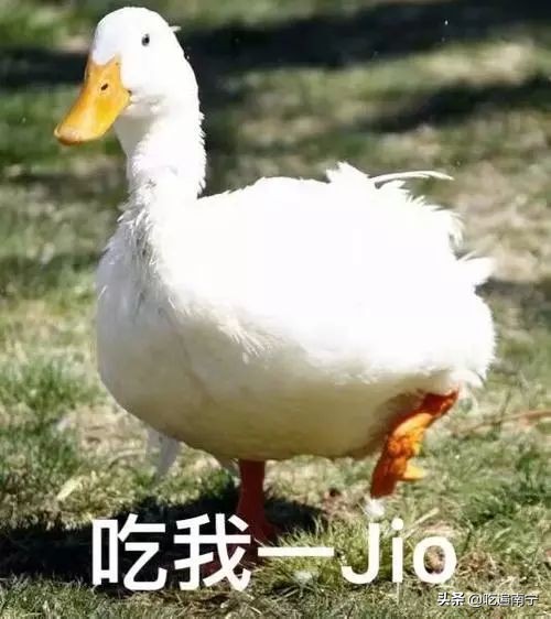 啃了1000斤鸡爪,啃了十几个鸡爪