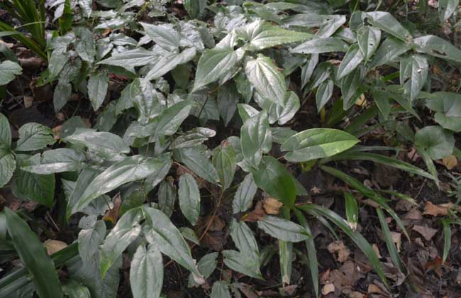 淫羊藿的种植技术与收购价格,淫羊藿种子种植方法