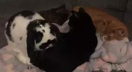 家里养了一只猫又带回来两只猫,网友养了二只猫