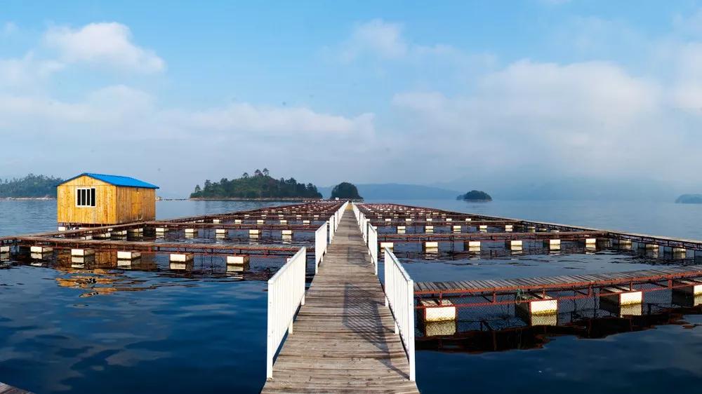 鱼子酱冷知识大全,世界三大珍馐鱼子酱制作方法