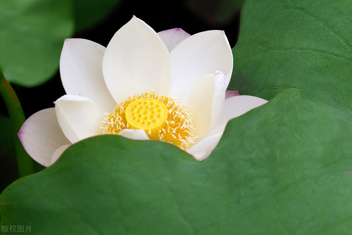 荷花盆栽不发芽怎么办,荷花花苞没开就枯萎怎么办