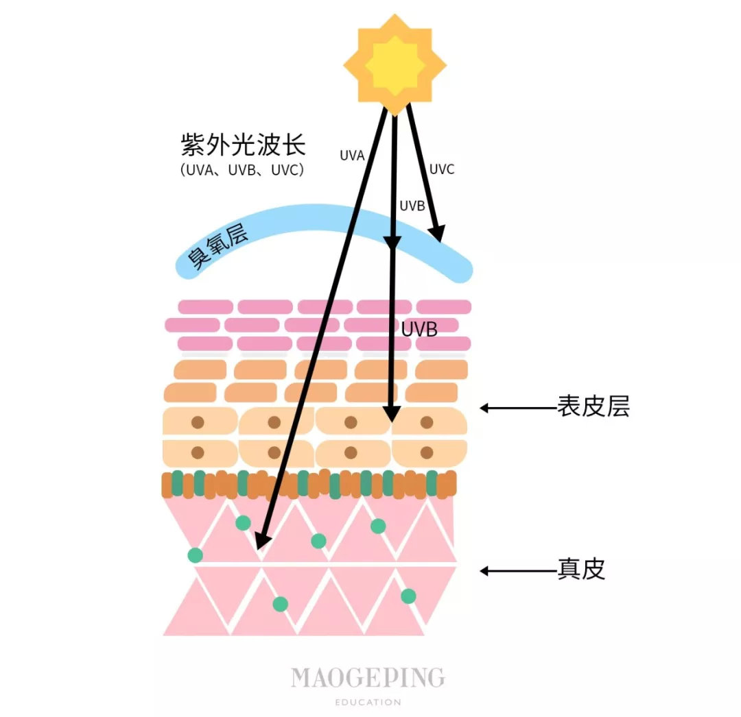 化妆使用气垫的正确步骤顺序,早上擦脸化妆的正确步骤顺序