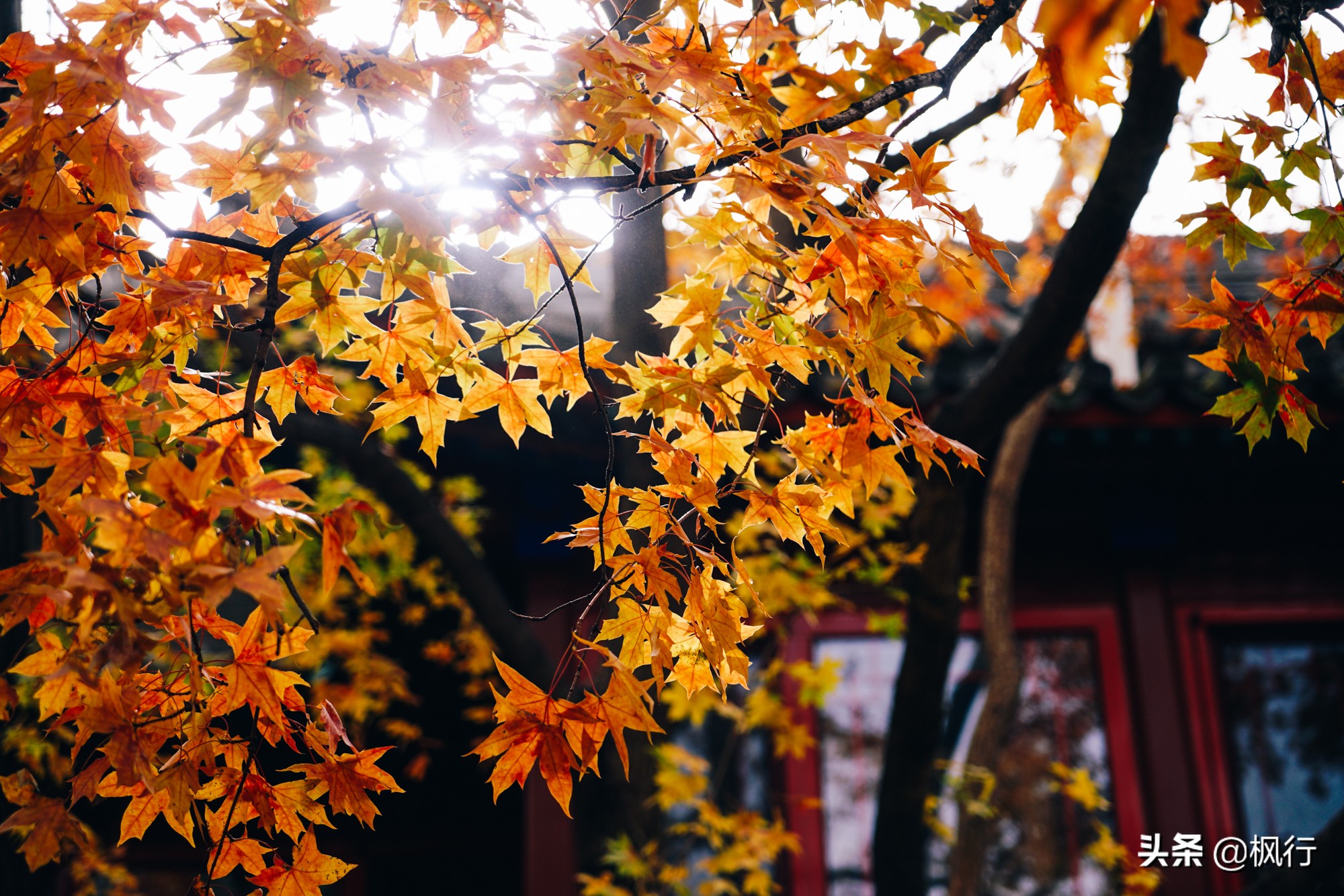 北京18个看银杏的好地方在哪,北京八大处看银杏攻略