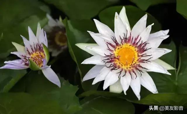 江南可采莲莲叶何田田全诗讲解,有关莲的古诗词大全