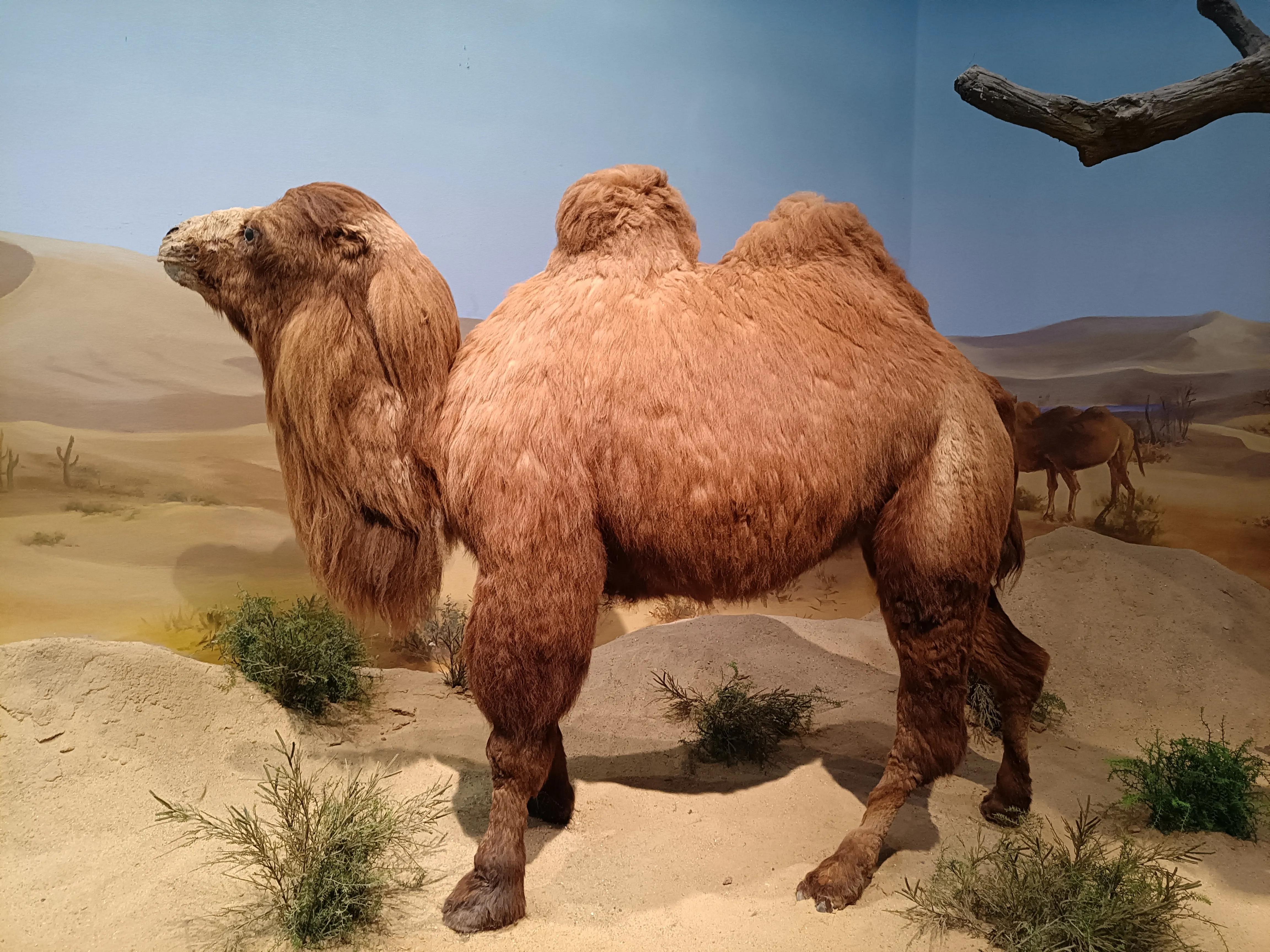 上方山森林公园作文,上方山森林公园动物世界