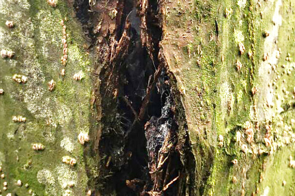 核桃树腐烂病有哪些,核桃树皮发黑烂掉打什么药