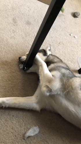 哈士奇到底怎么养它才能听话,哈士奇的优点和缺点