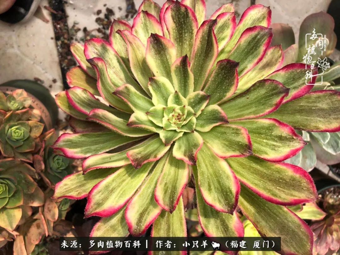 大城小爱:养多肉是个愉快的过程,种下去就有了无尽的期待