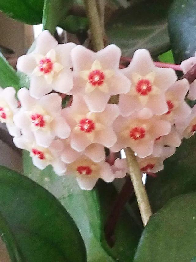 为什么球兰养了5年也不开花,球兰有毒吗在室内养行吗